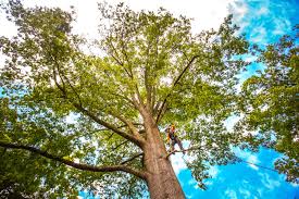 Best Firewood Processing and Delivery  in Cambridge, MD