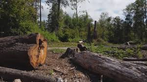 How Our Tree Care Process Works  in  Cambridge, MD