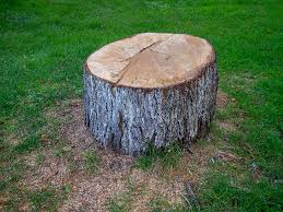 Best Stump Grinding and Removal  in Cambridge, MD