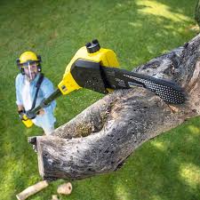 Best Lawn Watering Services  in Cambridge, MD