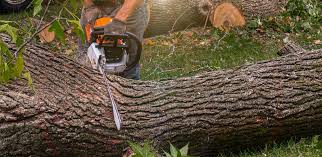 Best Lawn Renovation and Restoration  in Cambridge, MD