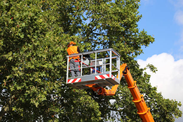 Best Aeration Services  in Cambridge, MD