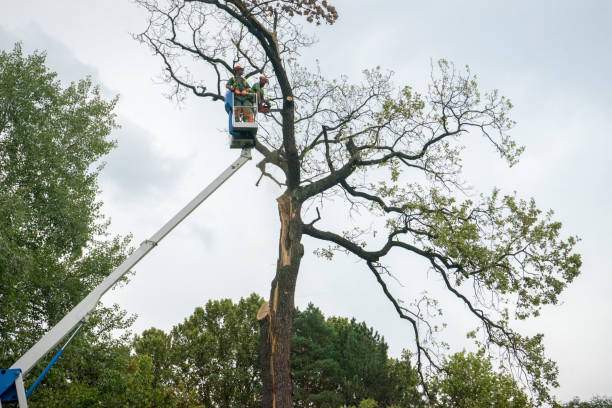 Best Tree Trimming and Pruning  in Cambridge, MD