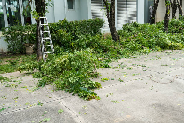 Best Tree Risk Assessment  in Cambridge, MD