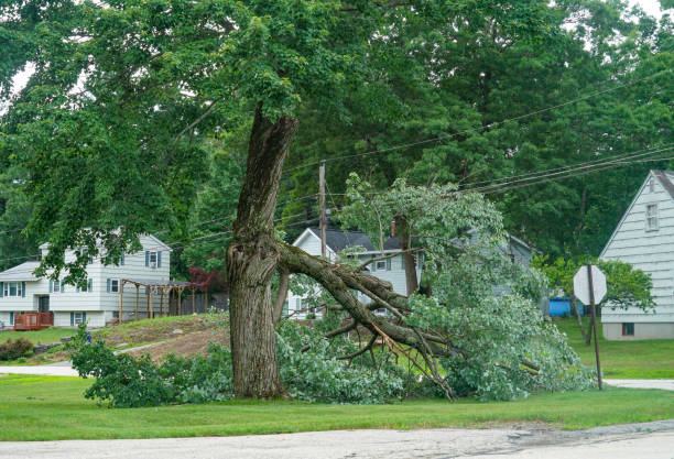 Best Tree Disease Treatment  in Cambridge, MD